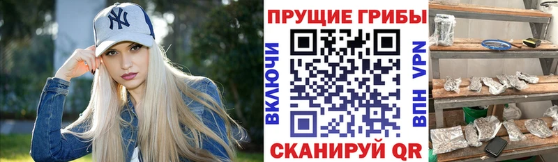 Псилоцибиновые грибы Psilocybine cubensis Полярный